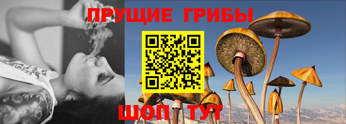 Галлюциногенные грибы Psilocybe Карачаевск